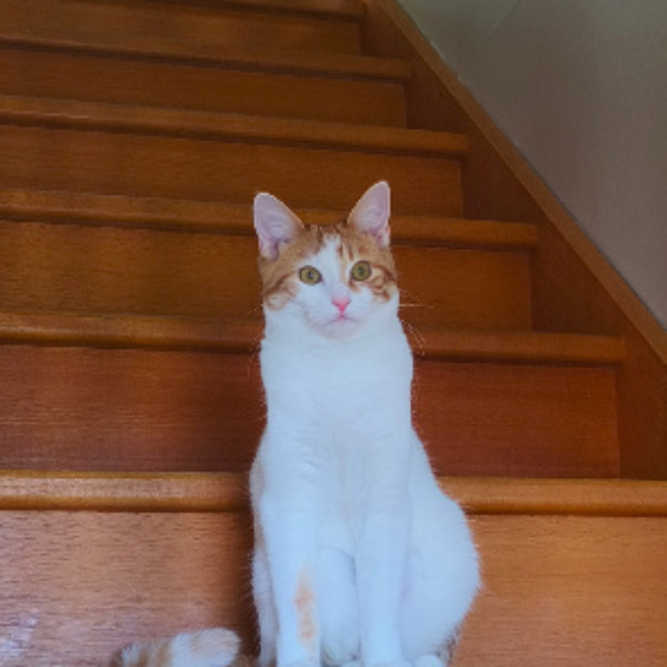 Photo de Cannelle