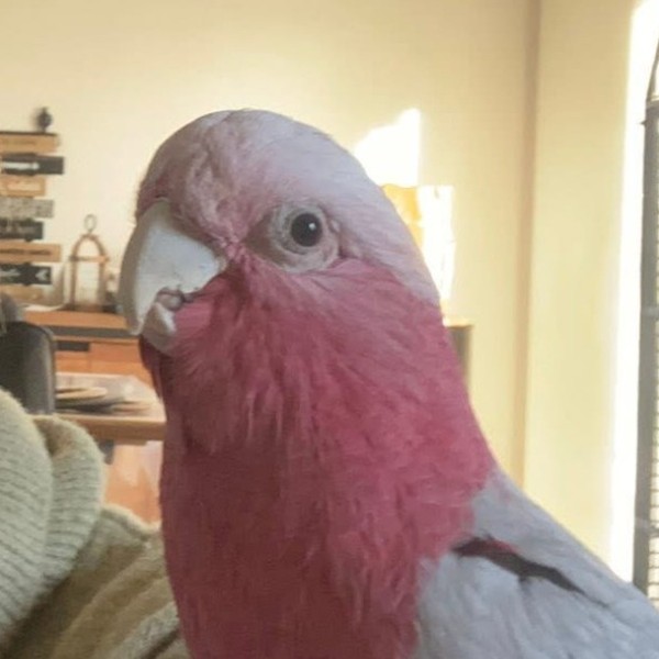 Paco