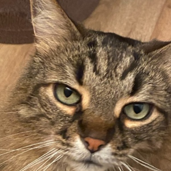 Photo de Mojito