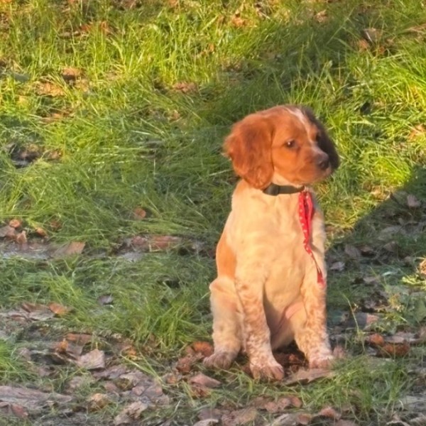 Photo de ABBA