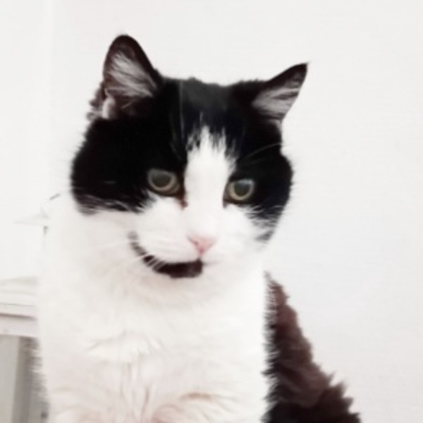 Maya