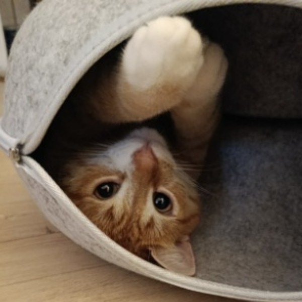 Photo de Kovu