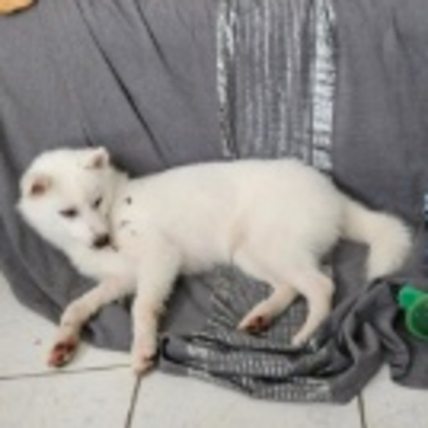 Photo de Athena