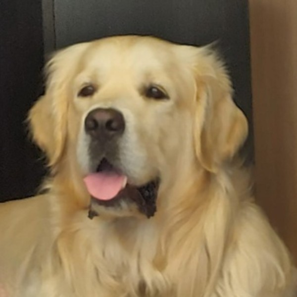 Photo de TANGO