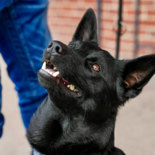 Photo de SHADOW