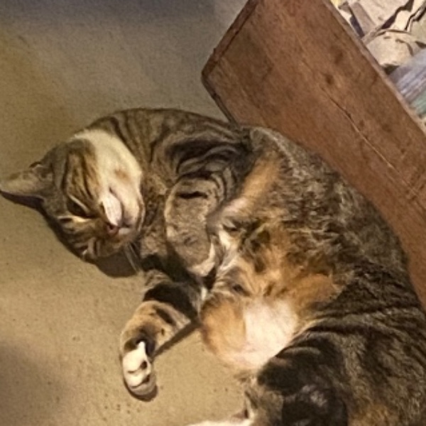 Choupi