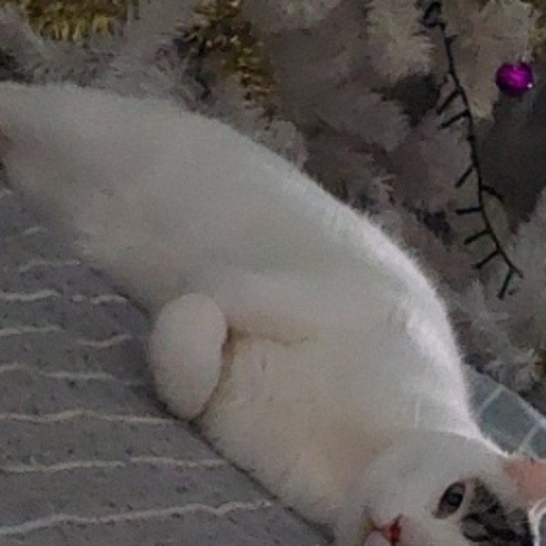 Mimi