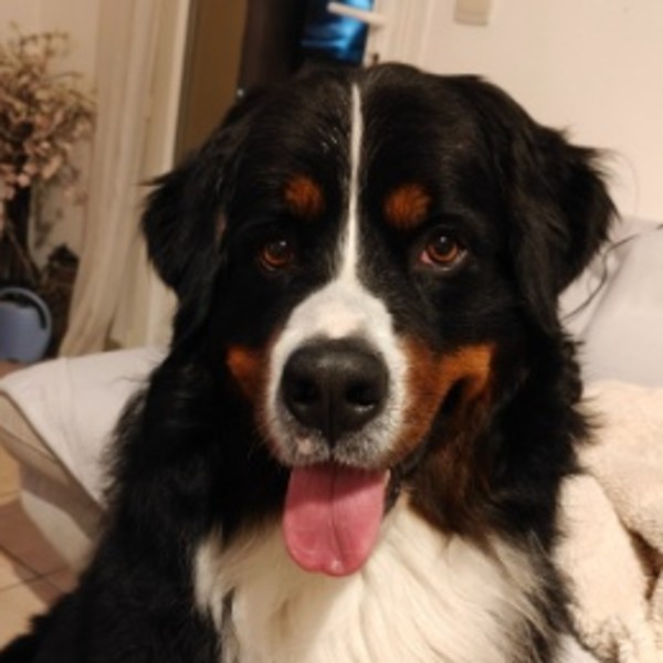 Photo de Uhtred