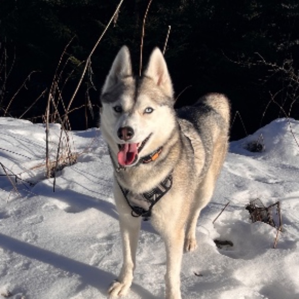 Photo de Baloo