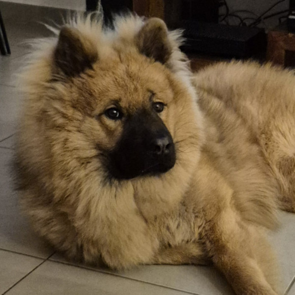 Photo de Vixen