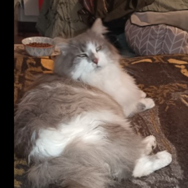 Sacha
