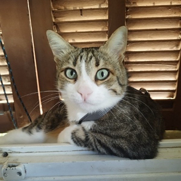 Photo de TIGROU