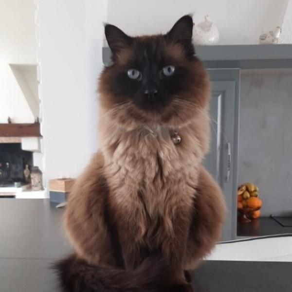 Photo de CHATMALLOW