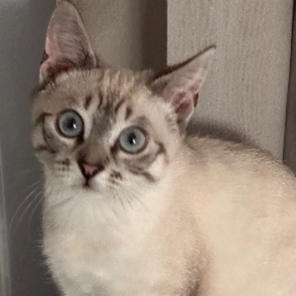 Photo de Azur