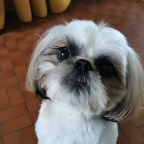 Photo de SOLO