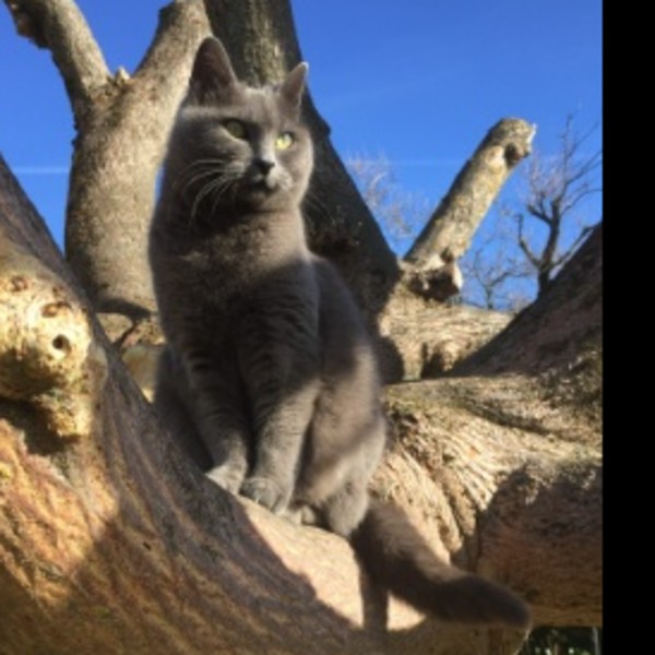 Photo de Choupette