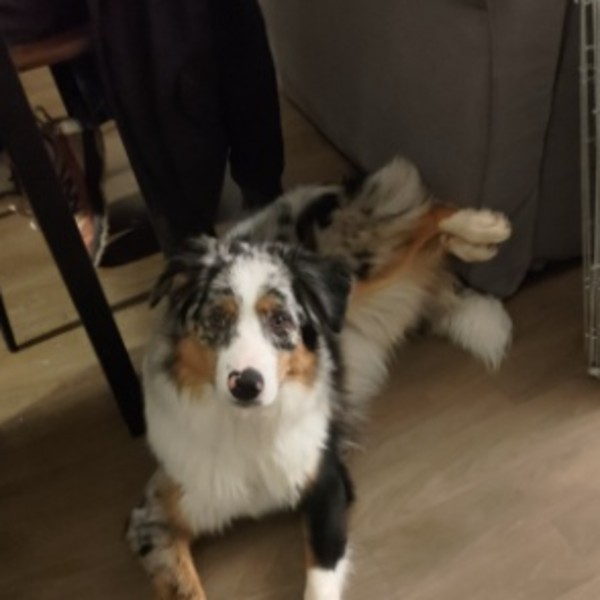 Photo de Zelda