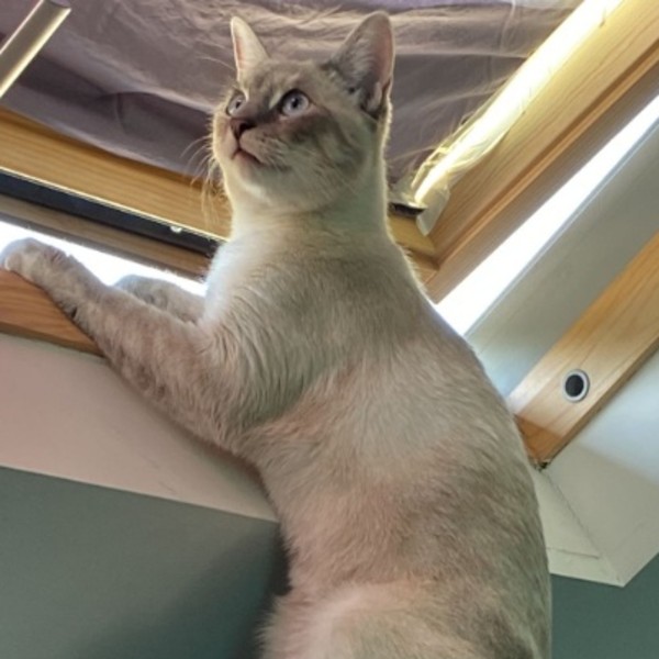 Photo de Satine