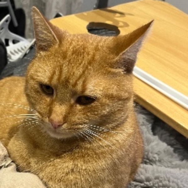 Simba