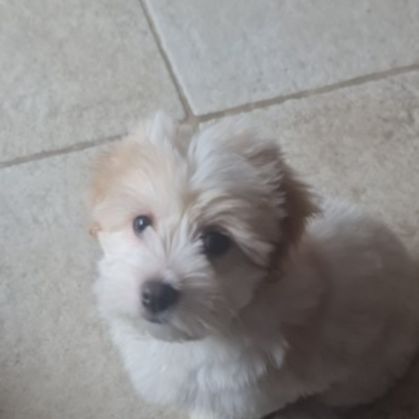 Photo de Berlioz