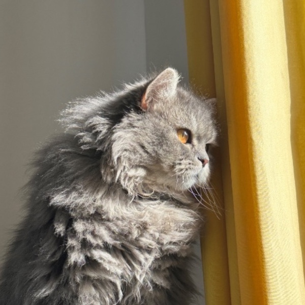 Photo de Bò Bun