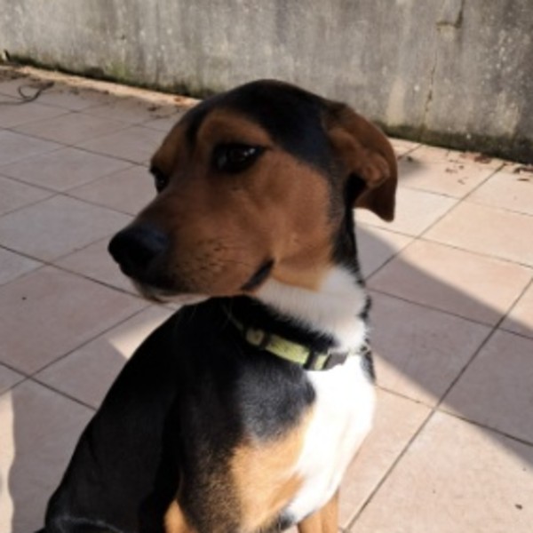 Photo de Woody