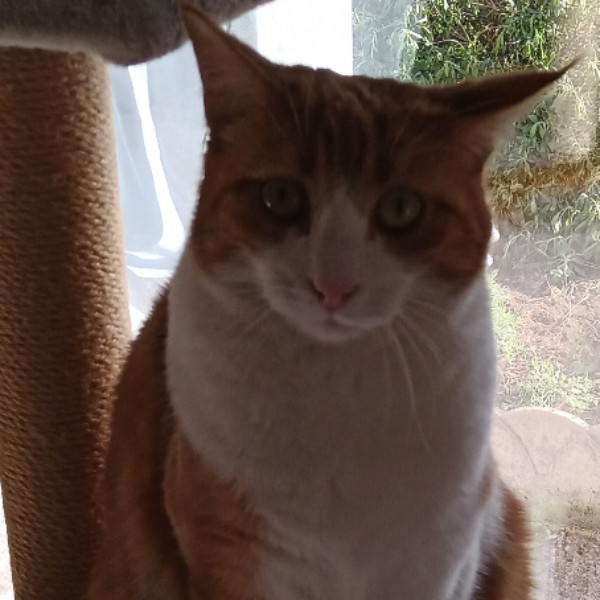 caramel