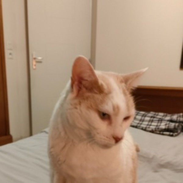 Photo de Gribouille