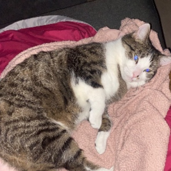 Minette