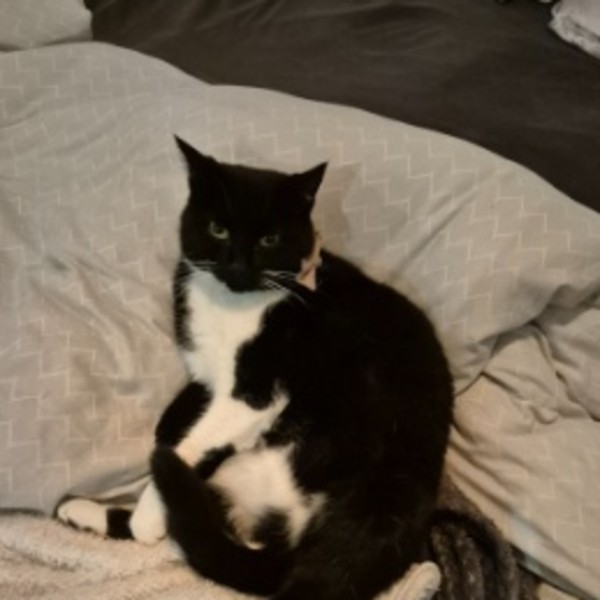 Photo de Pistache