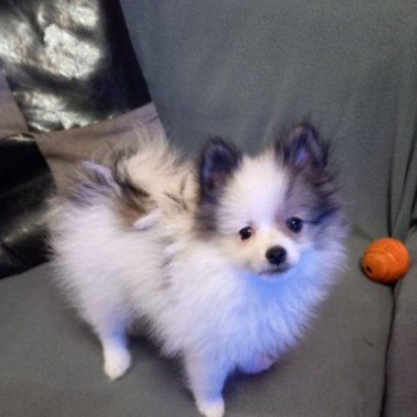 Photo de Athena