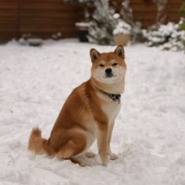 Photo de Tyson