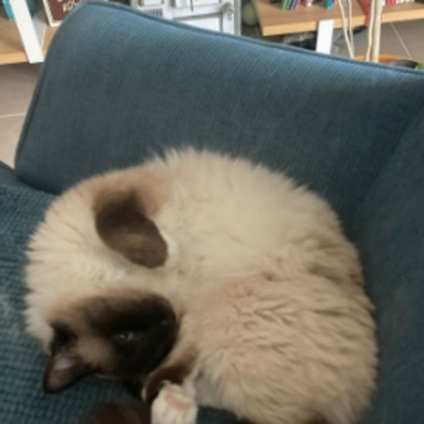 Photo de Pokka