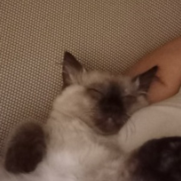 Maïsha