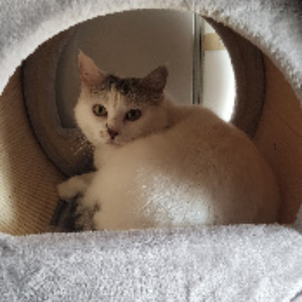 Photo de Choupette