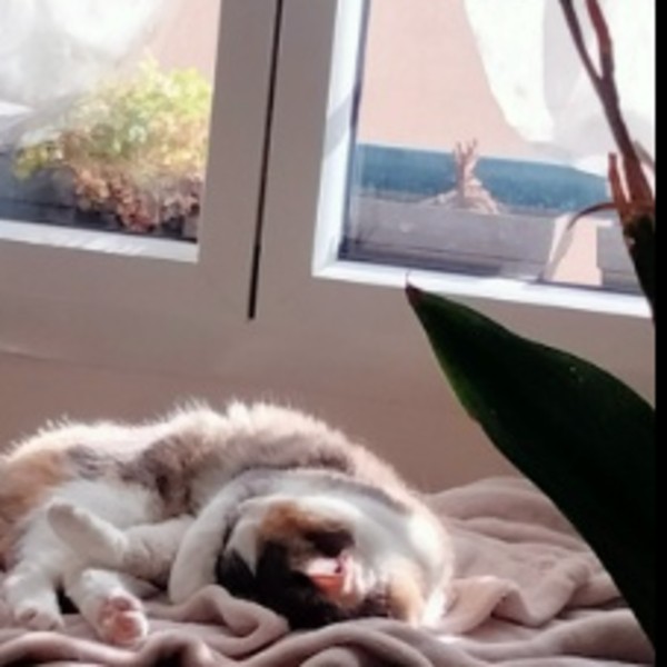 Photo de Olympe