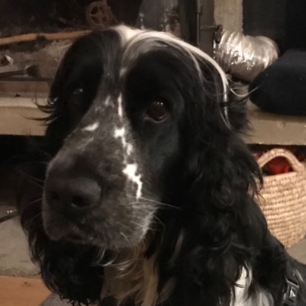 Photo de Kobe (dire kobi)