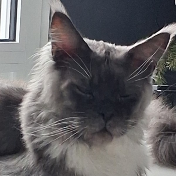 Photo de Milo