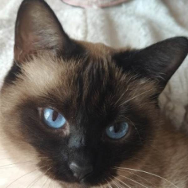 Photo de Sweety