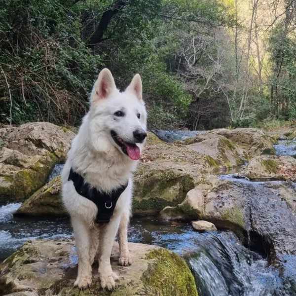 Photo de Falko