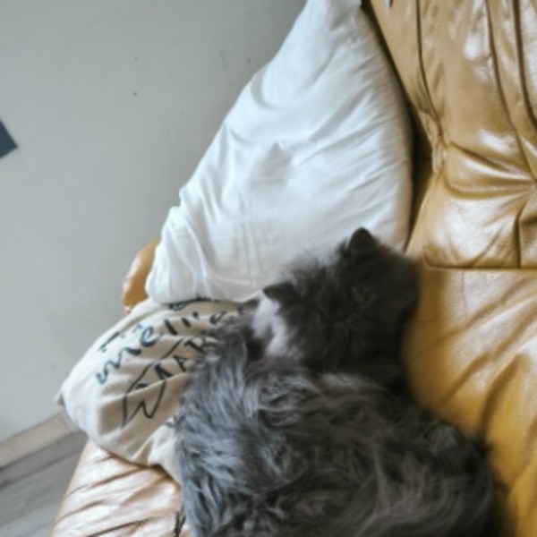 Petitbouille