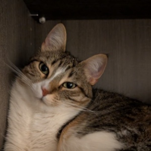 Saona