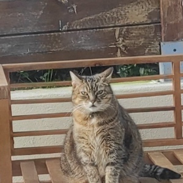 Photo de Rillette