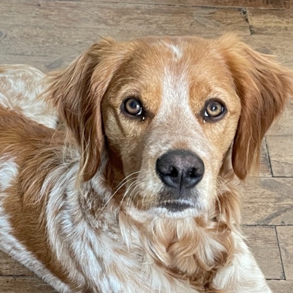 Photo de Archie