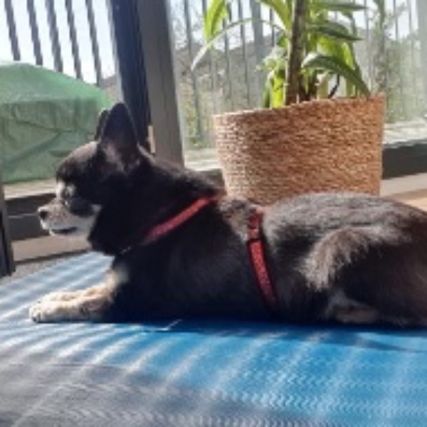 Photo de Pepito