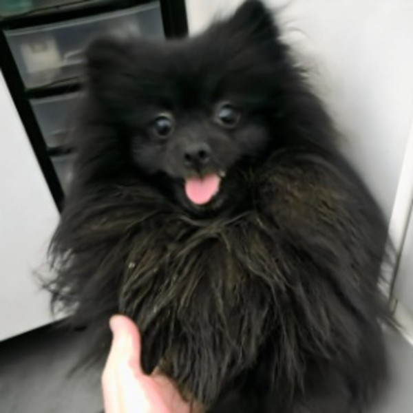 Aïko