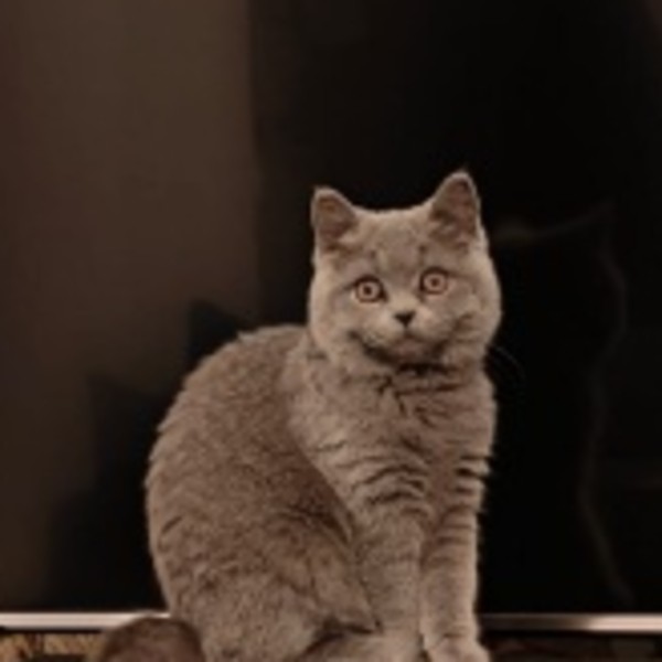 Nina