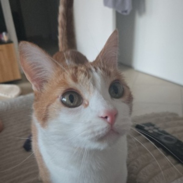 Photo de Jaguar