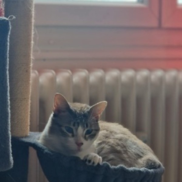 Photo de Neisson