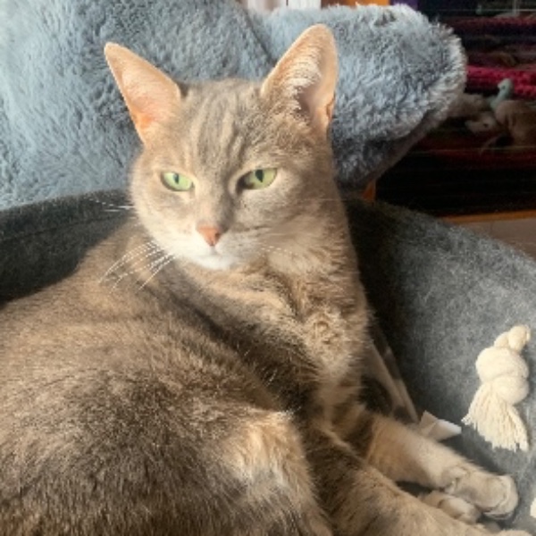 Inès